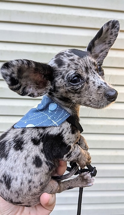 Ollie quando tinha apenas 8 semanas. 