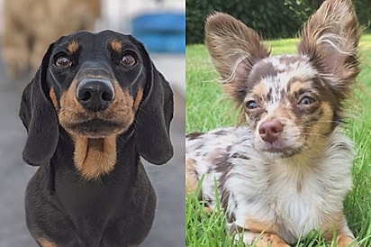 Cão salsicha se envolve com chihuahua e beleza única de filhote está chamando atenção on-line