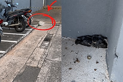 “Coração de gelatina”: Biomédica encontra três filhotes em estacionamento de shopping e inicia resgate.