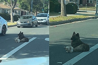 Cães perdidos deitam um do ladinho do outro em pista enquanto esperam algum motorista de bom coração notá-los