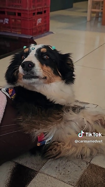 A cachorrinha aparenta ser idosa.