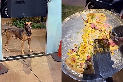 Muito educado, aguardou na porta: Caramelo comove dono de pizzaria ao pedir com os olhos algo para comer