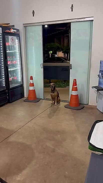 O cão sabia que ali iria encontrar alimento.