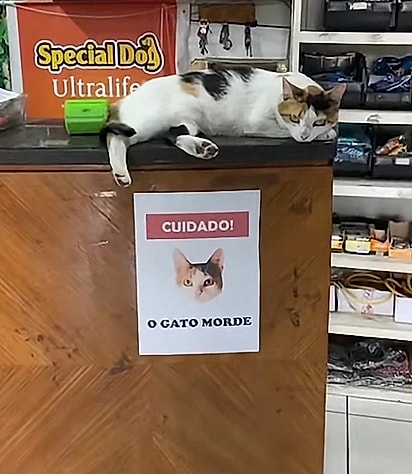 Mimi deitada sobre o aviso.