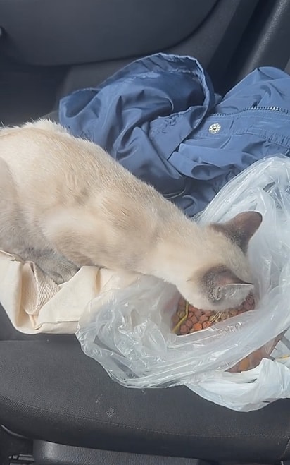 Duda colocou o gato no carro.