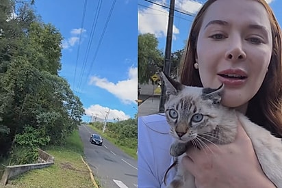 ‘Acabei de ser contemplada’: jovem para o carro e imediatamente gatinho de olhos azuis pula no seu colo exigindo adoção