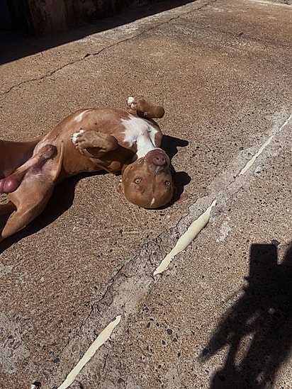 Shelby superou a expectativa de vida e já se aproxima dos três anos.