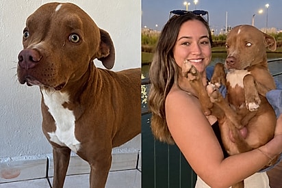 “Amado em voz alta”: Pitbull com hidrocefalia supera previsão de 4 meses e se aproxima dos 3 anos.