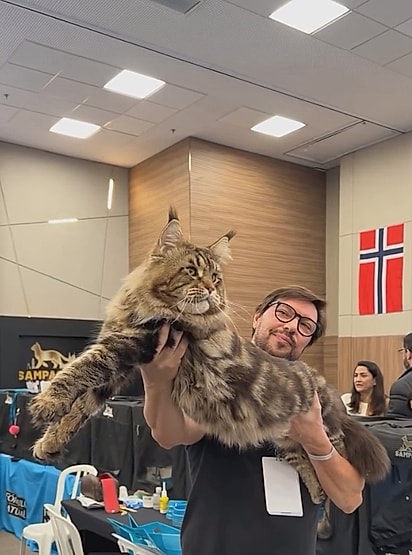 Um gato maine coon exposto na feira.