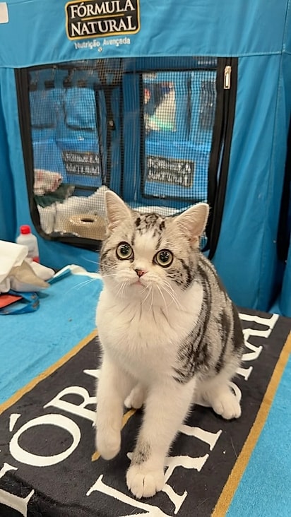 Davina, uma exemplar da raça British Shorthair.