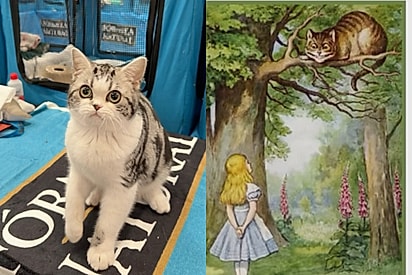 ‘O gato mais bonito que já vi na vida’: Rapaz visita feira e encontra o gato de Alice no País das Maravilhas