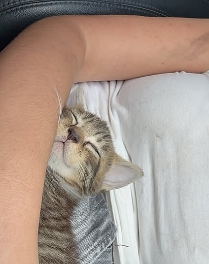 A gatinha dormindo tranquilamente no colo de Bruna.