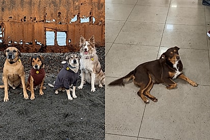 Casal que levou 4 cachorros para viajar estava triste pois voltaria pra casa com apenas 3, mas destino reservava um presente no caminho.