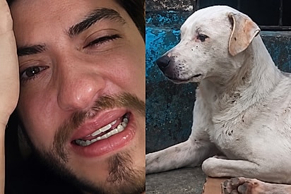Depressivo, rapaz chorava tanto e rezava por um milagre - até que certo dia um cachorro sem teto cruzou seu caminho.