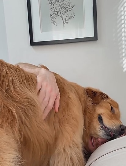 Wally com seu humano favorito.