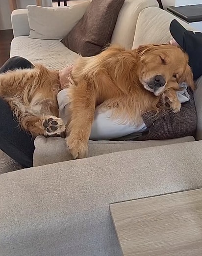 O golden retriever é conhecido por ser muito sensível. 