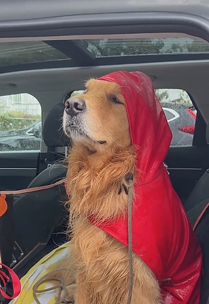 Wally triste porque teve que usar capa de chuva. 