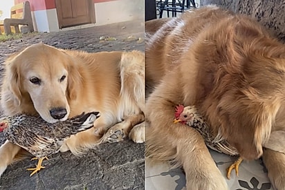 Golden retriever vira ‘grude’ de galinha e insiste em levar amiga para passeios na rua