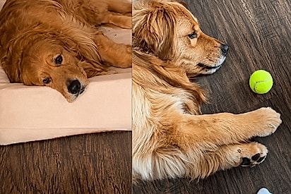 O golden que sente demais: cão fica sempre inconsolável e transforma tutores em humanos de apoio emocional