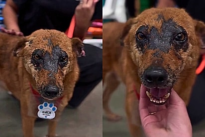 Cão com marcas no rosto aguarda uma família disposta a enxergar além das aparências