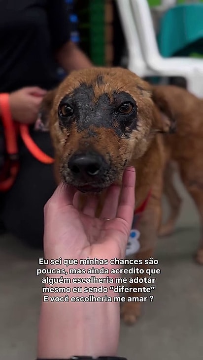 A mancha no rosto do cão não é contagiosa.