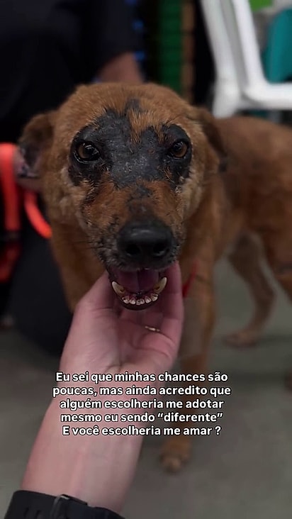 Mesmo participando de feiras ele nunca é escolhido.