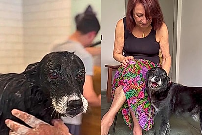 Cão idoso é adotado aos 14 anos e não poderia estar mais feliz