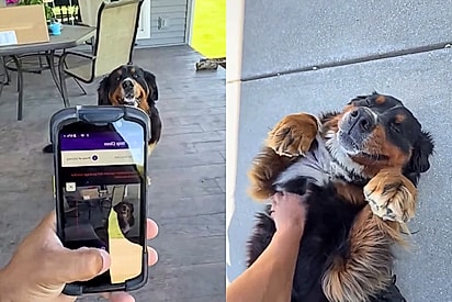 Entregador viraliza ao conquistar a amizade de pets de clientes e vira fenômeno nas redes sociais