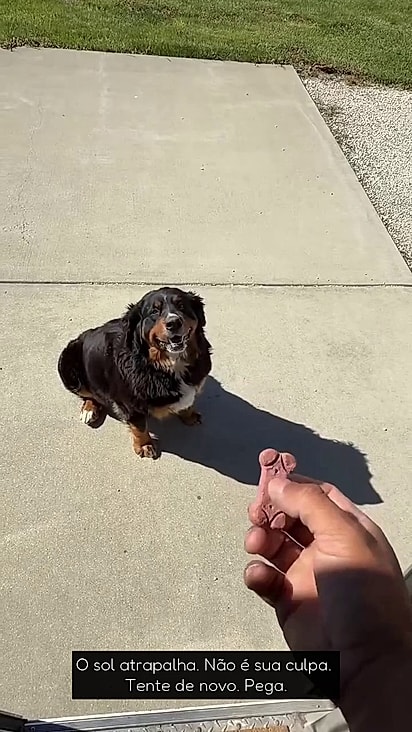 O cão não conseguiu pegar os petiscos no ar.