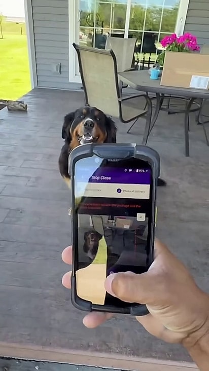 O cão posou para a foto da entrega da mercadoria.