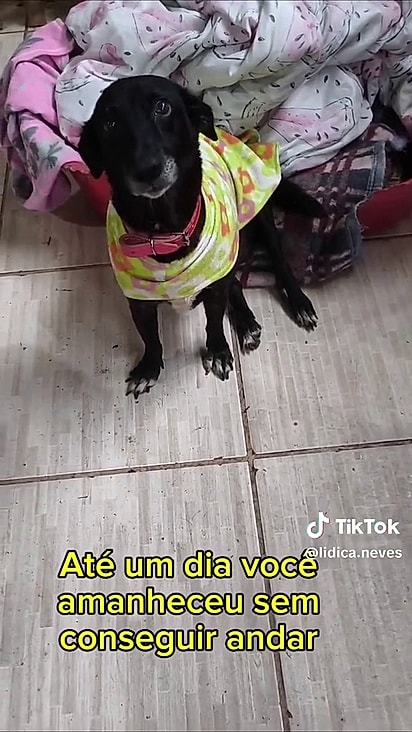 Avelã adoeceu rapidamente.