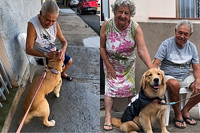 Golden escolhe casal de idosos como “avós do coração” e transforma carinho na calçada em laço de família.