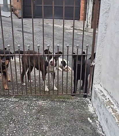 Um dia após o encontro, os cães apareceram em frente à casa de Nicole.
