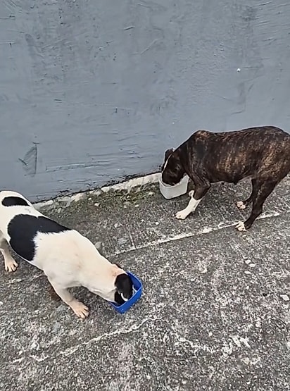 Nicole alimentou os cães londe de sua casa.