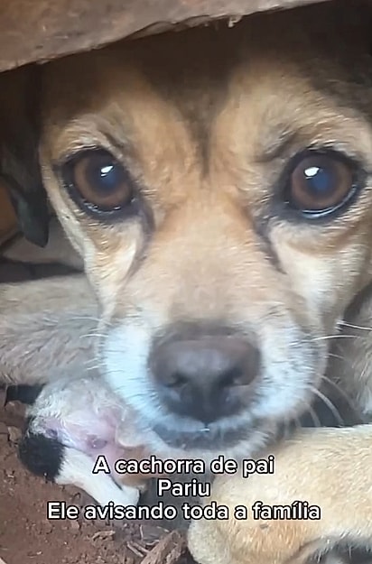 Dara deu à luz quatro filhotes.