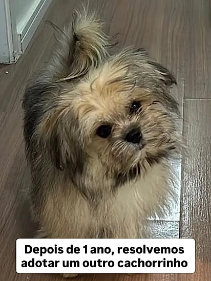 O cachorrinho Lupi.