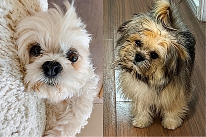 Casal escolhe cão bem diferente da pet que partiu, mas o tempo revela semelhança emocionante.