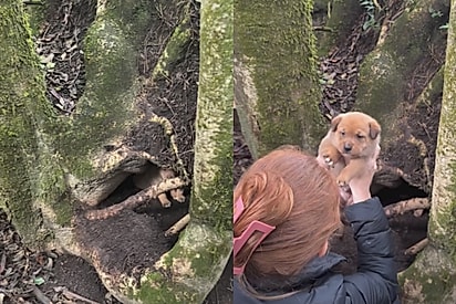 E não é que tinham mais bebês: Protetora sai para resgatar cão abandonado e termina o dia salvando 14 vidas
