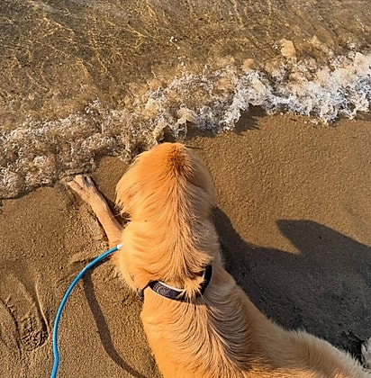 Bob na praia.