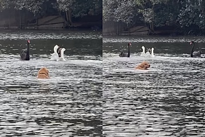 Era só um passeio tranquilo no parque até que golden resolve dar oi para gansos no meio do lago