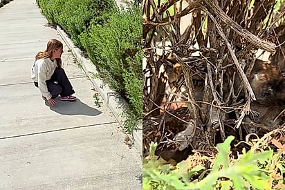 Menina desce da bicicleta ao ouvir gritos vindos de um arbusto - e acaba encontrando sua nova melhor amiga