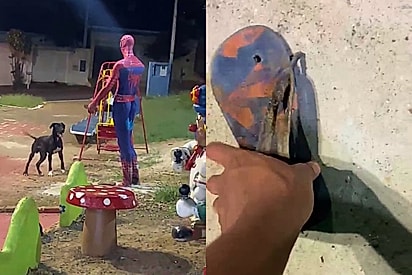 Cão fujão apronta em praça de Limeira, conquista a internet e tutora revela final feliz