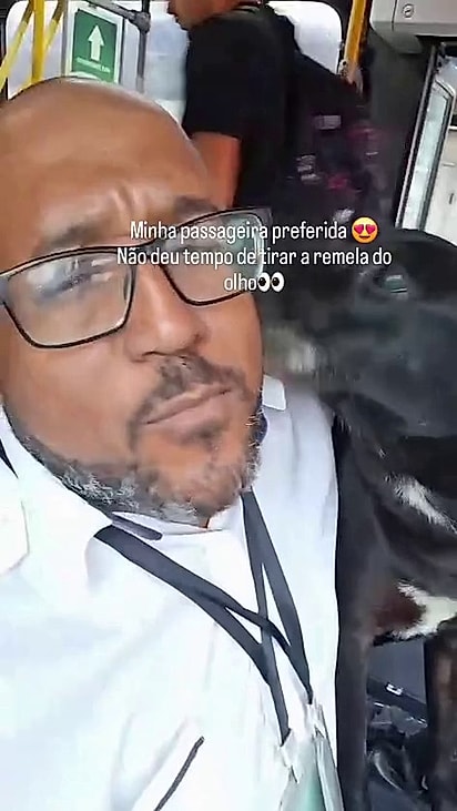 A cachorrinha entra no ônibus para cumprimentar o motorista.