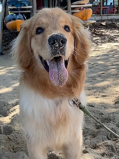Bob é um cachorrinho muito esperto.