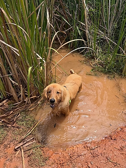 Assim como a maioria dos cães de sua raça, Bob ama água.