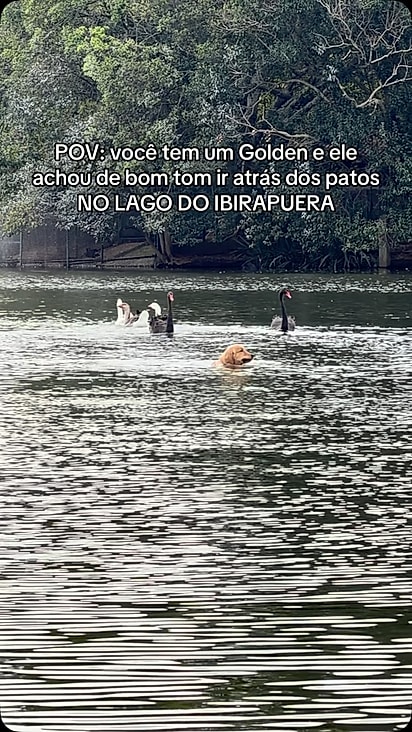Bob perseguindo os patos no lago.