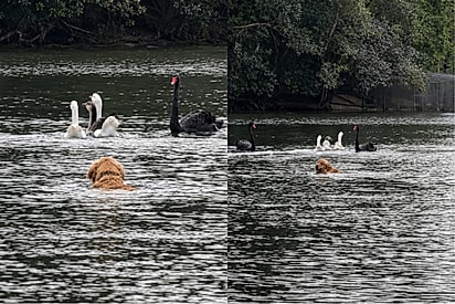 Bob, volta aqui!: tutora escorrega no barro e Golden aproveita a oportunidade para perseguir patos no lago.