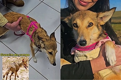Cachorrinha com aparência de animal silvestre faz teste de DNA e resultado surpreende tutora.