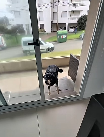 O cão aparece todos os dias na varanda do vizinho.