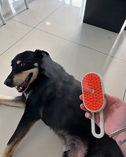 Never feliz com a escovação.